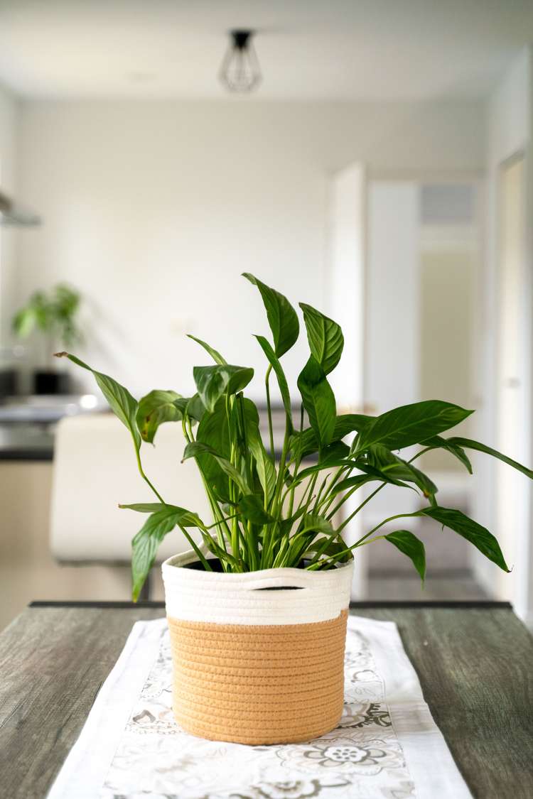 3 Petries Road Woodend_26