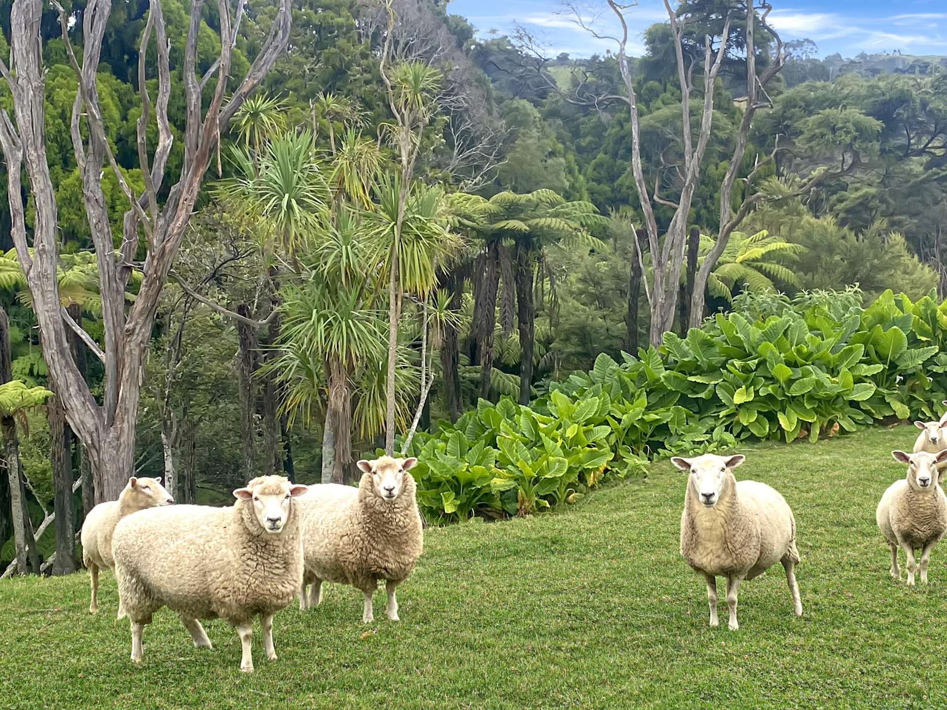 B/45 Bethells Road Waitakere_0