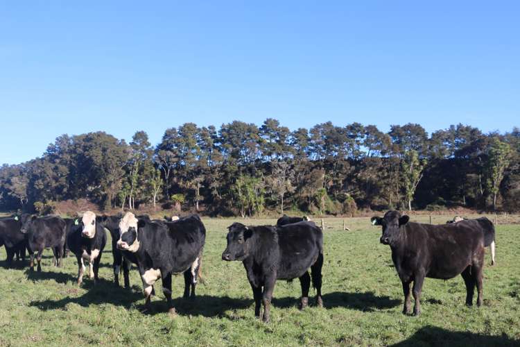 449 Kopuriki Road Murupara Surrounds_5