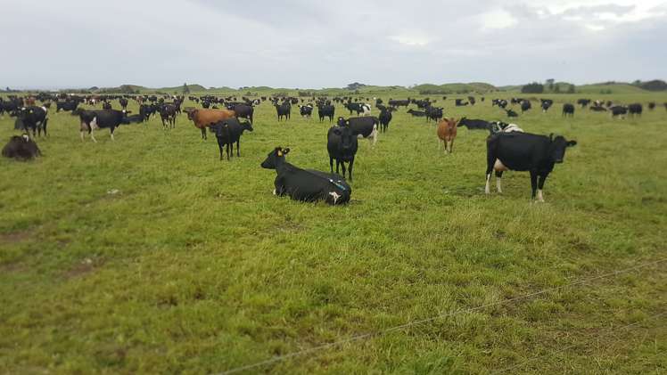 531 Ngariki Road Rahotu_9