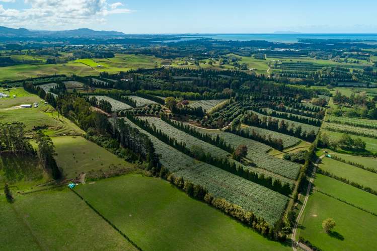 299 Lockington Road Aongatete_19