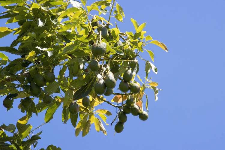 Old Highway Whakamarama_21