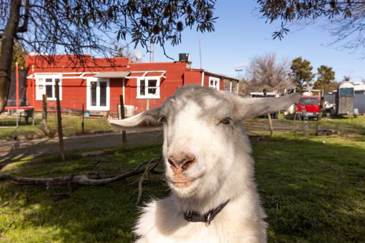 4 March Street Spring Creek_7