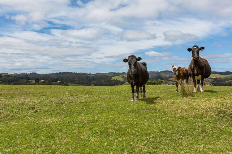 35 Boundary Road Hikurangi_18