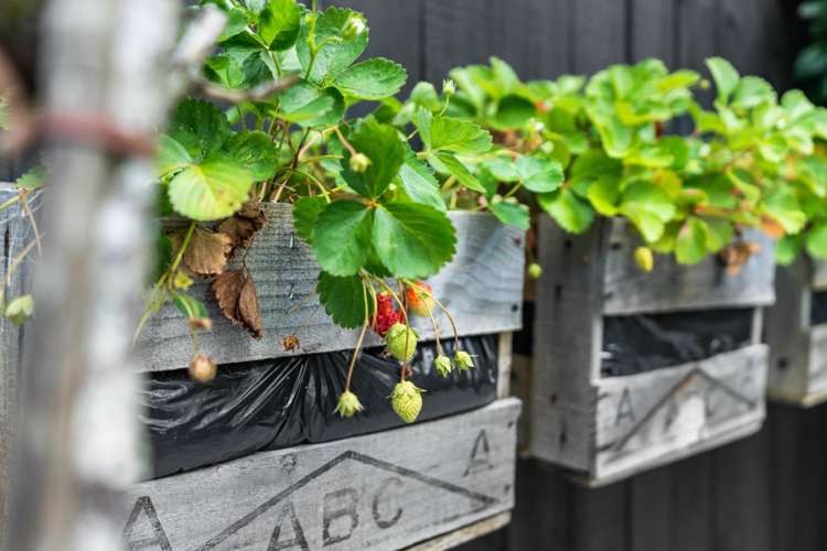 11 Alidade Place Massey_4