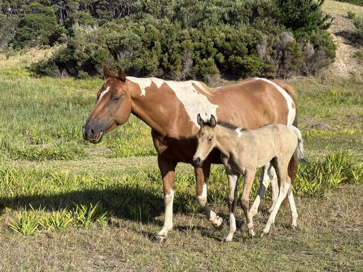 Lot 8 4815 State Highway 1 Houhora_23