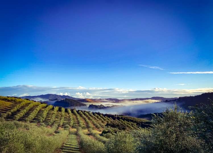 92 Frantoio Ridge Road Mangonui_17