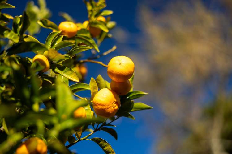 956 Upper Ohauiti Road Ohauiti_9