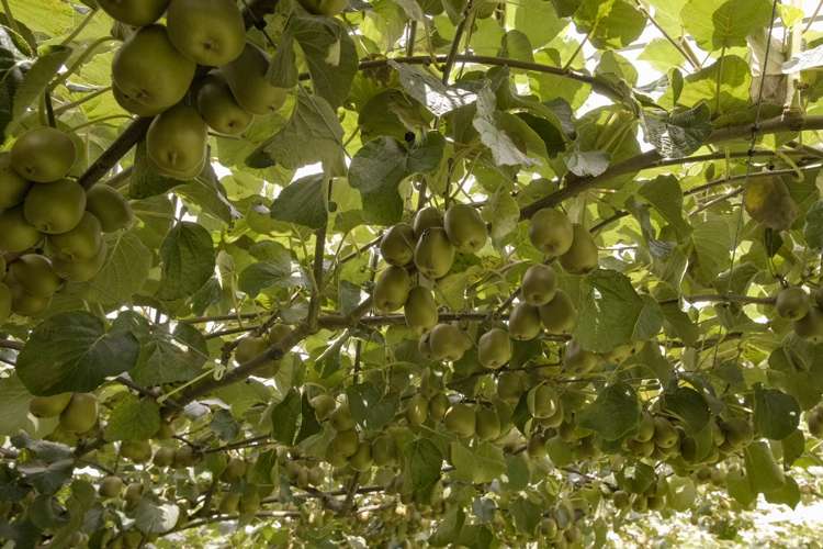 170d Kerikeri Inlet Road Kerikeri_19