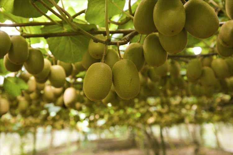 79 Woodlands Road Waihi Beach_29