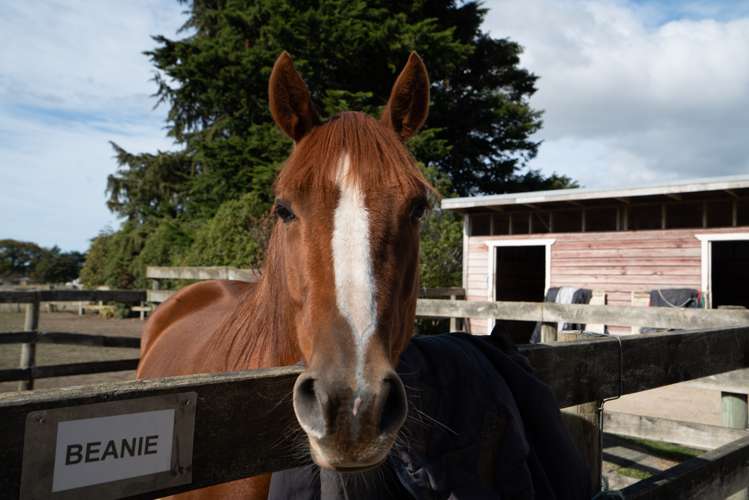 247 Upperplain Road Masterton Masterton Houses for Sale One Roof