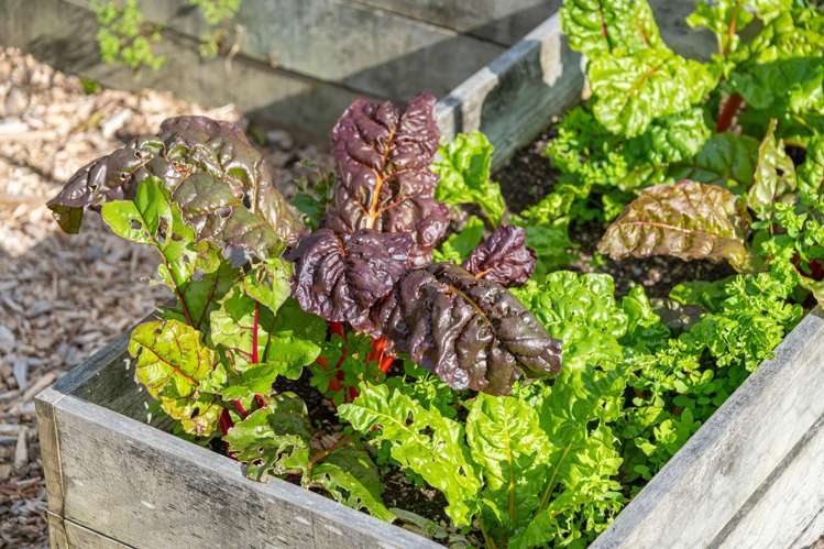 96 Dormer Road Kaukapakapa_45