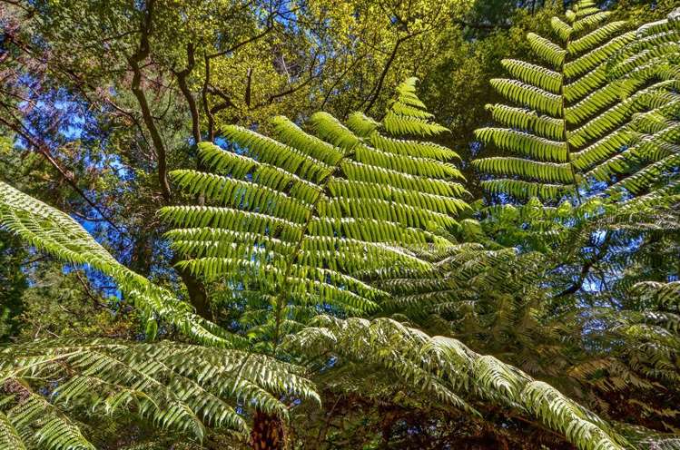 138 Konini Road Titirangi_31