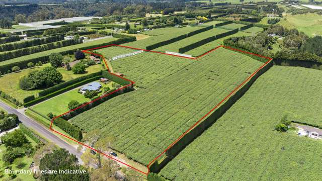 Kiwifruit production block/ G3 and Hayward