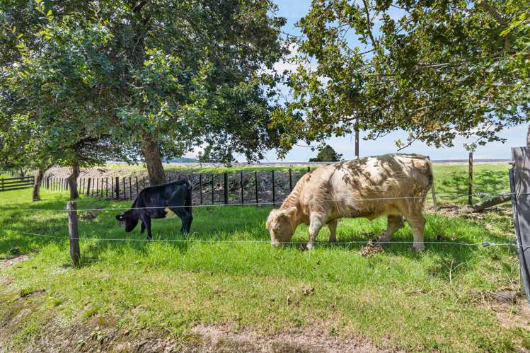 94 Ara-Kotinga Whitford_29