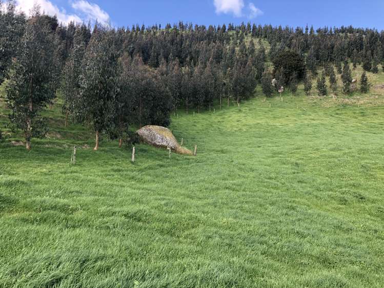 428 Whatauri Road Wharepapa South_10