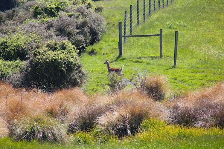 722 Kakapo Road Te Anau_23