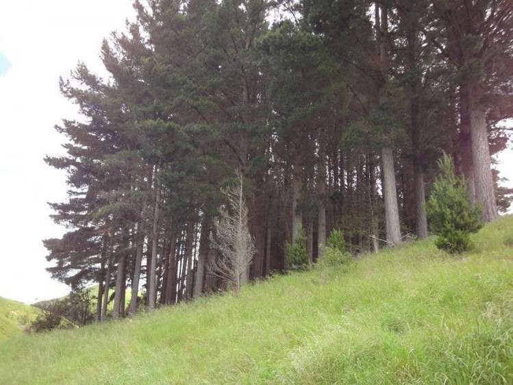 268 Druce Road Kumeroa_3