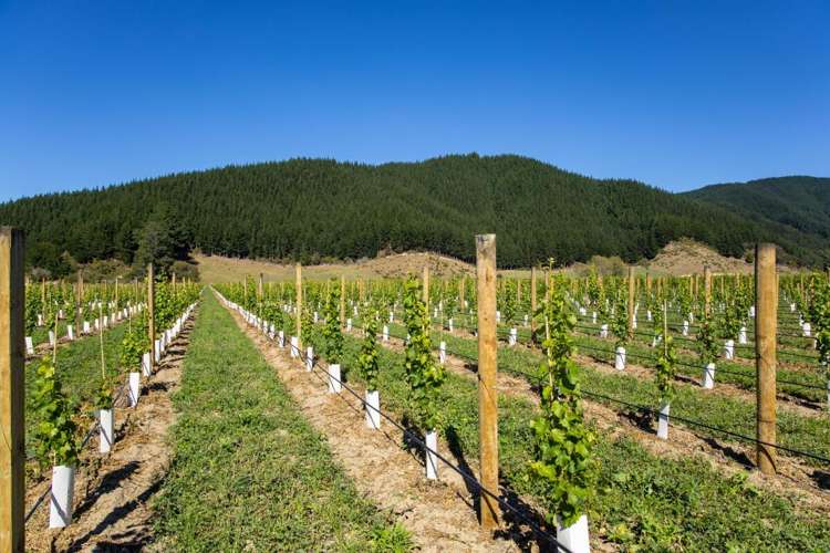 95 Speeds Road Koromiko_17