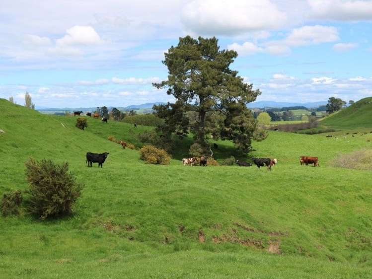 196 Hildreth Road Arapuni_42