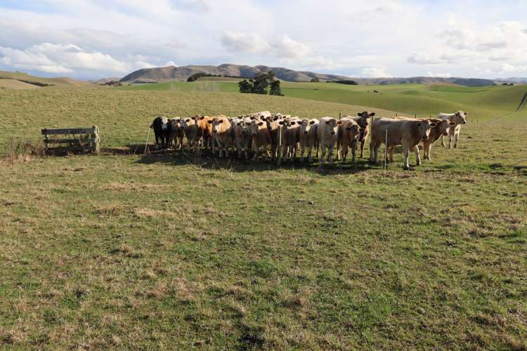 250 Ritchies Road Waihao Downs_15