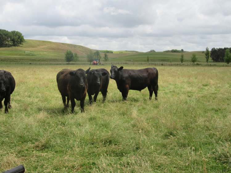 359 Mangatarata Road Hawkes Bay_0