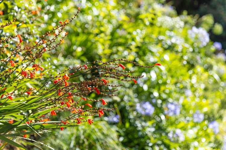 252B Grange Road Otumoetai_5