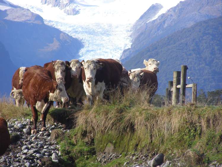 97b Cook Flat Road Fox Glacier_24