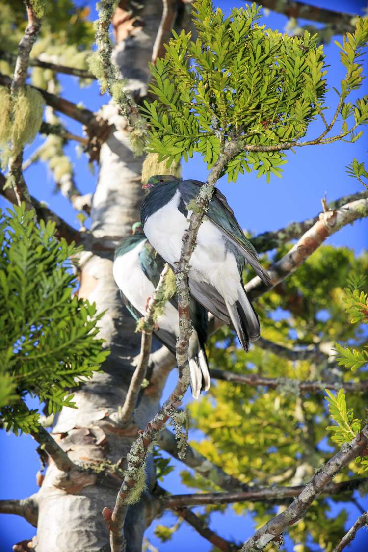 39 Tawini Road Titirangi_15