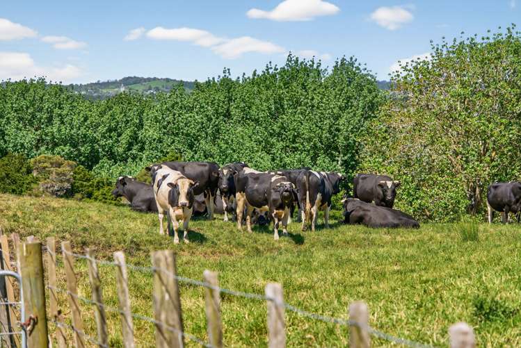 136 Ranganui Road Kaiwaka_3