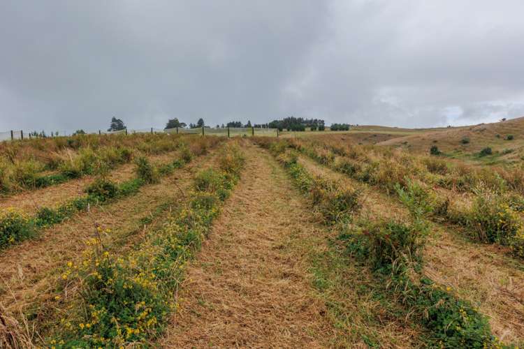 790 Pungaere Road Kerikeri Surrounds_33
