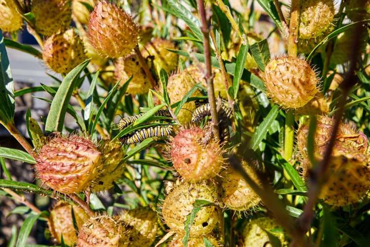 41 Kotare Place Kaikoura_27