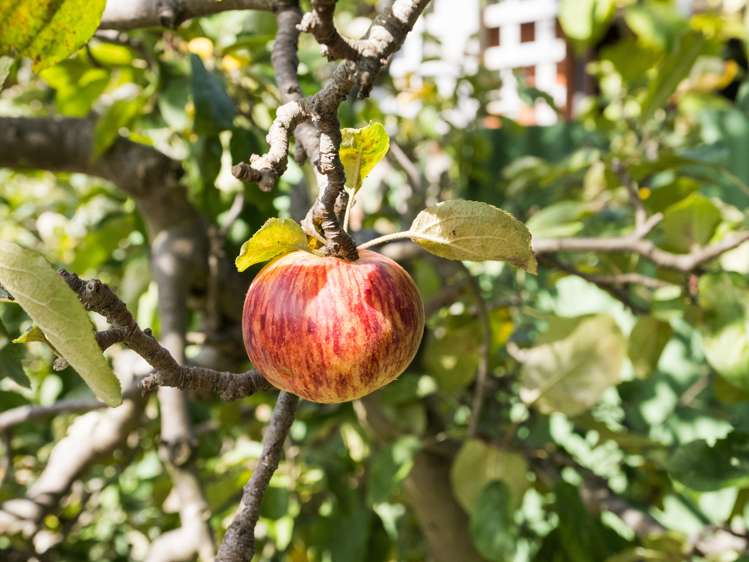 87 Awahuri Road Feilding_21