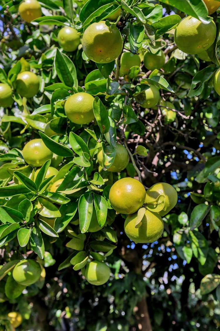 30c Elizabeth Street Kensington_20