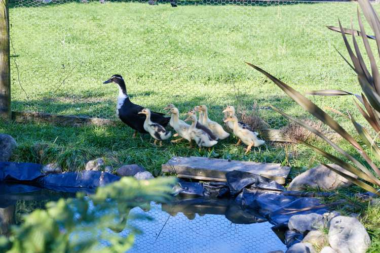 373 State Highway 1 Kaikoura_28