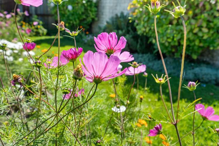 1/555 Cashel Street Linwood_15