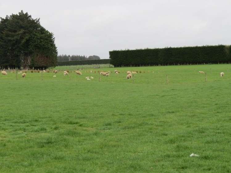 914 Woodlands Invercargill Highway Longbush_16