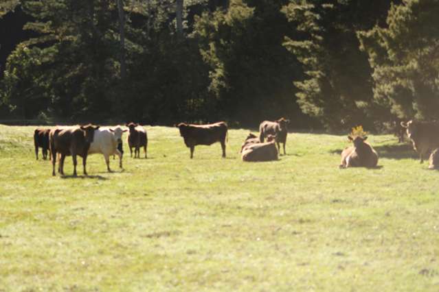 140 Kenana Road Mangonui Surrounds_4