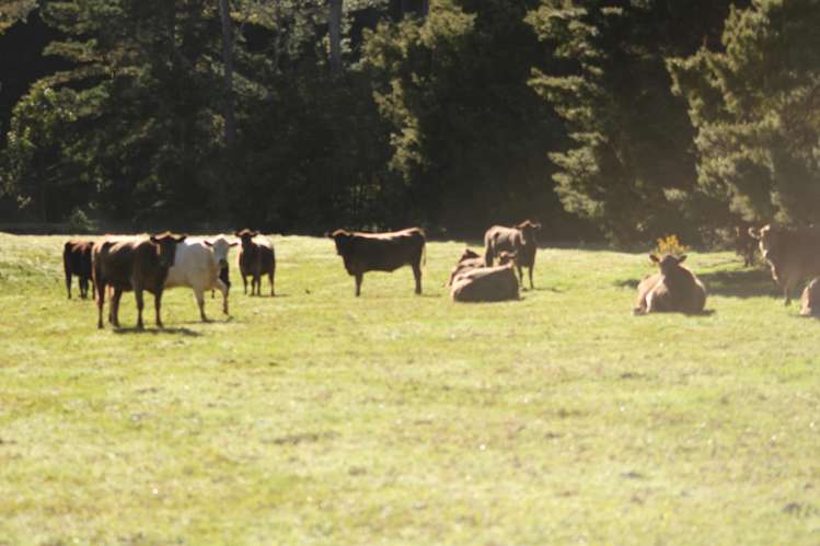 140 Kenana Road Mangonui Surrounds_4