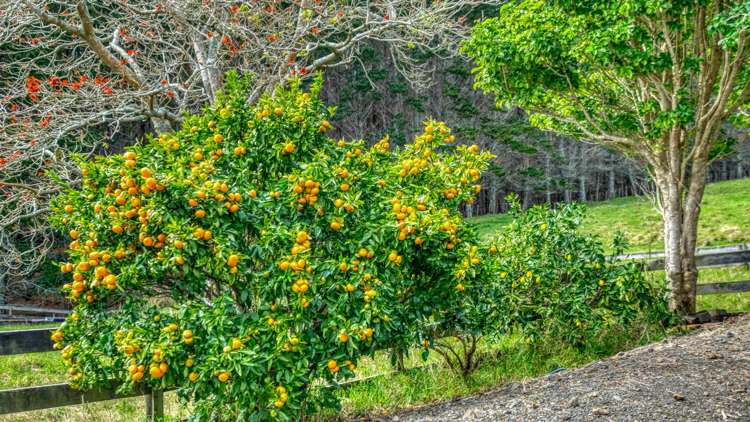 436 Okahu Road Kaitaia_41