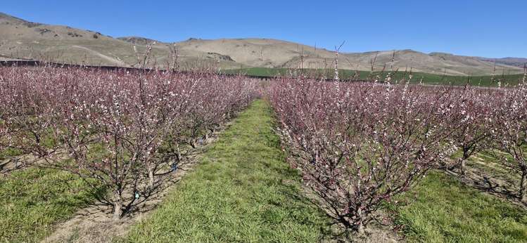 159 Thomson Gorge Road Cromwell_8