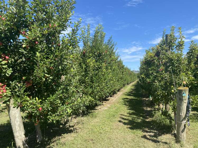 Rockit Orchard No.2 LP Hastings_8