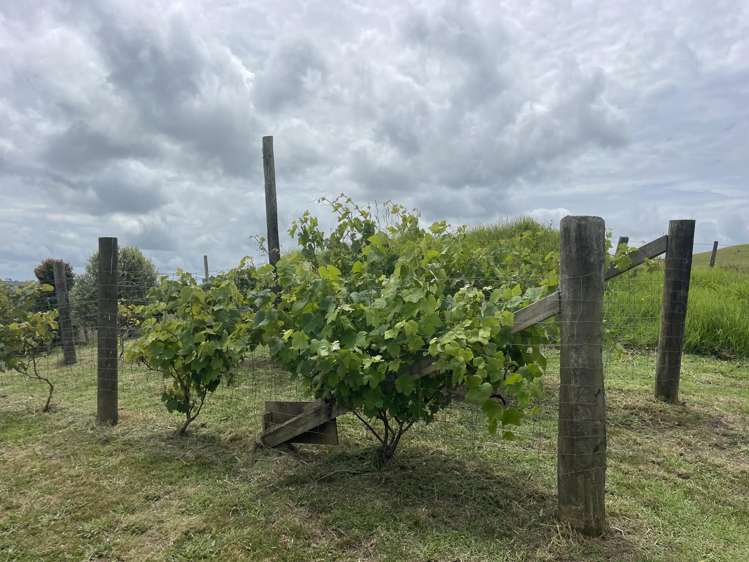 852 Oneriri Road Kaiwaka_23