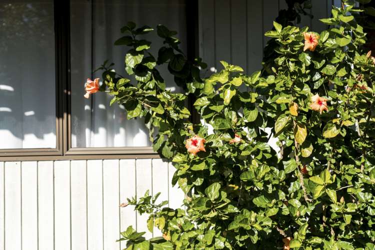 18 Kinross Place Mount Maunganui_5