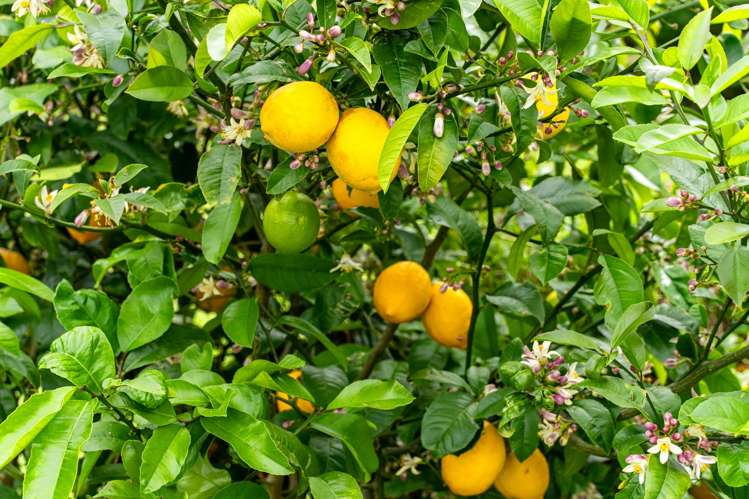 757 Opanake Road Parore Dargaville_70