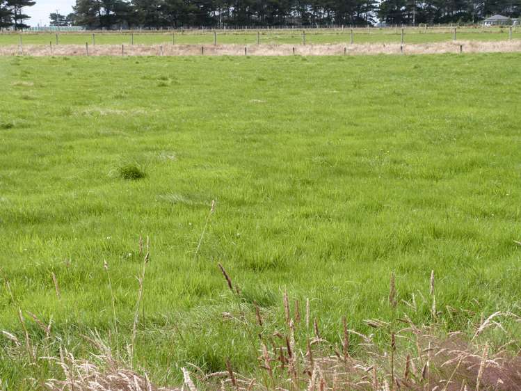 2 Wilson Road South Motu Rimu_10