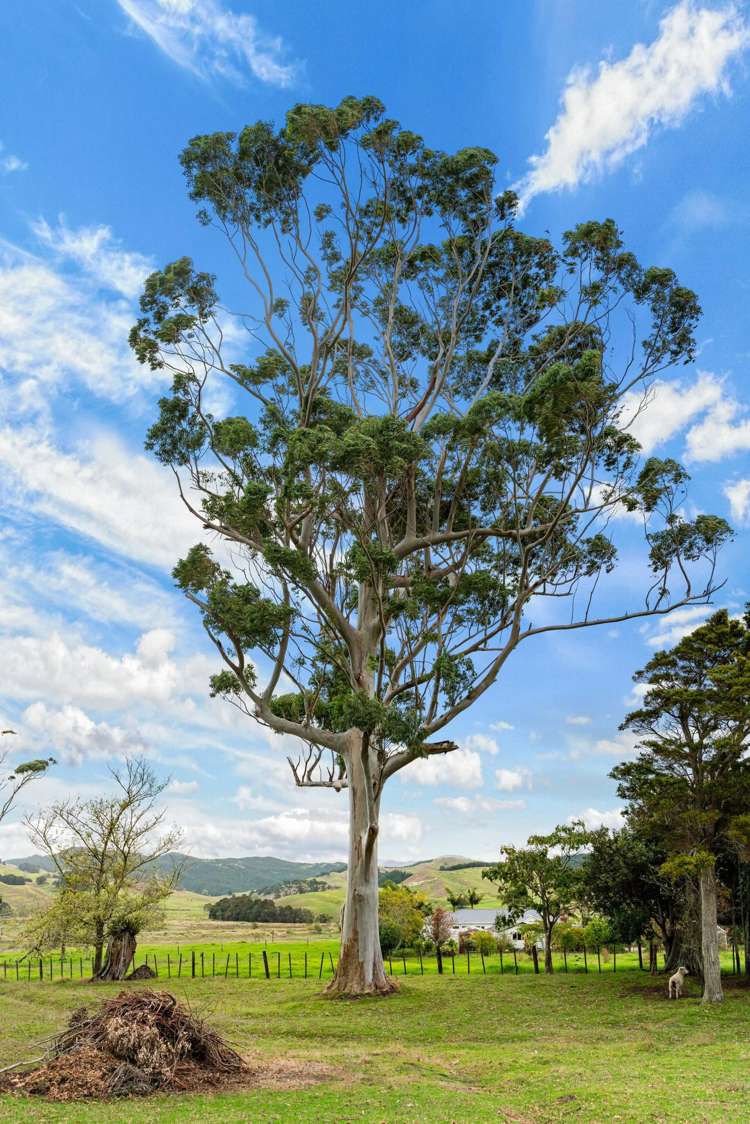 6B Tangowahine Valley Road Dargaville Surrounds_30