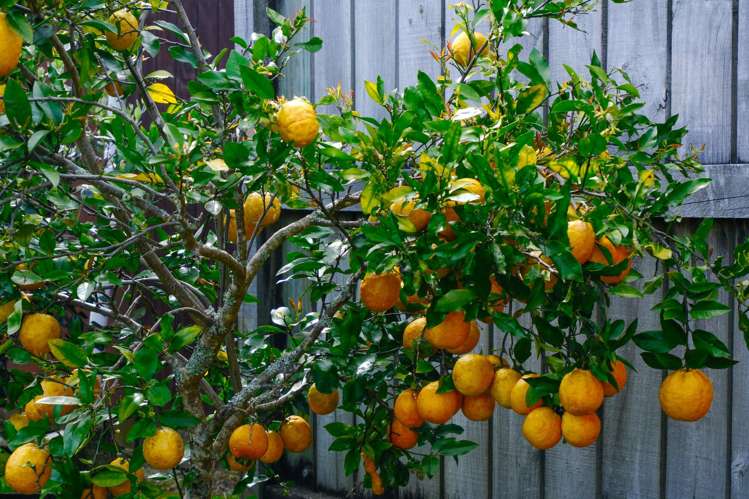 43 Oxford Road Lake Rotoma_18