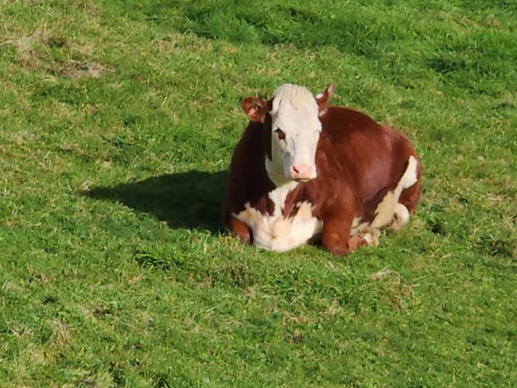 49b Mangakino Road Raglan_13