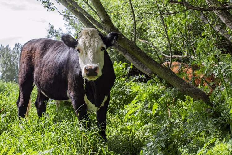 162 Toppings Road Sefton_7